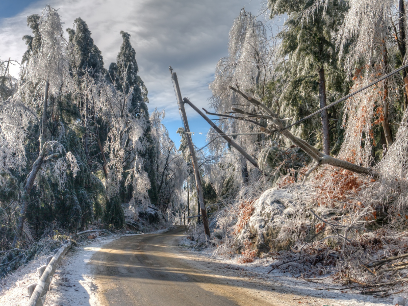 Tree lined road covered with ice and downed power lines